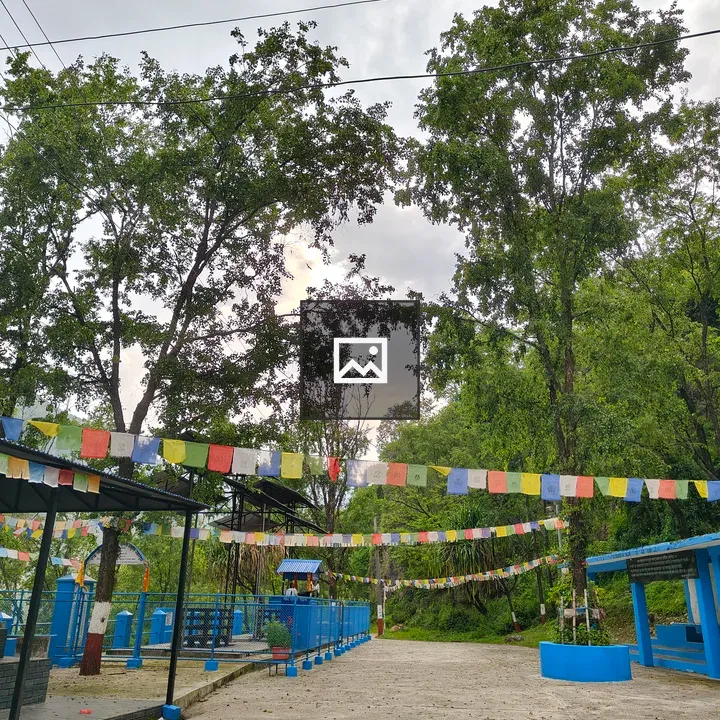Tall trees with prayer flags