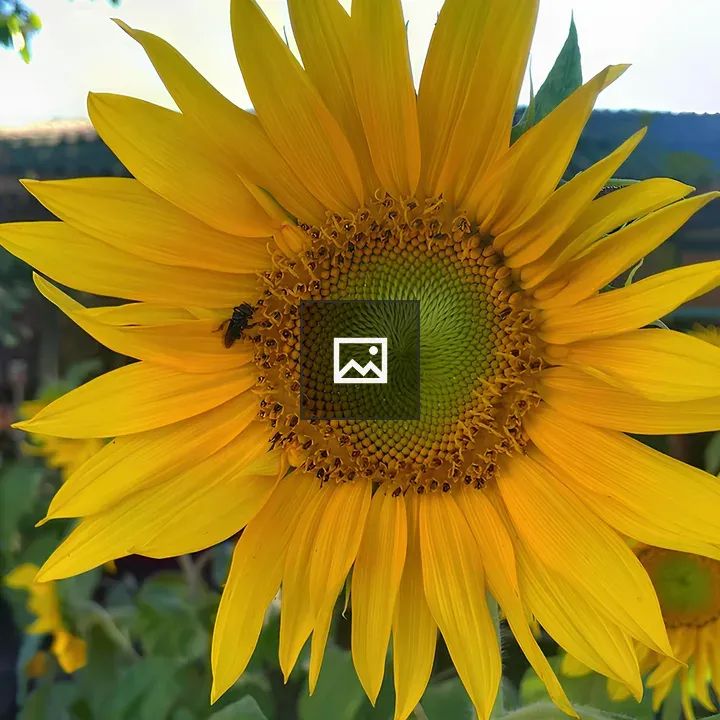 Sunflower with a Black Bee