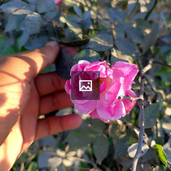 Pink wild rose with hand