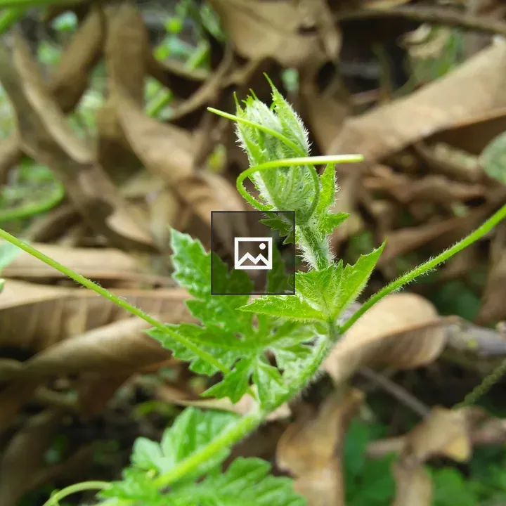 Leaf and Vine in Green Landscape