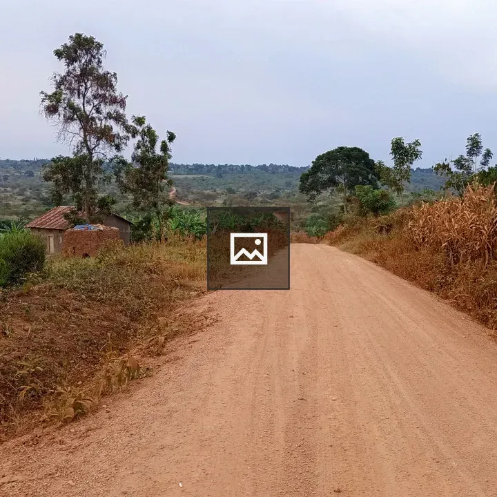 Dirt Road Through Sparse Vegetation
