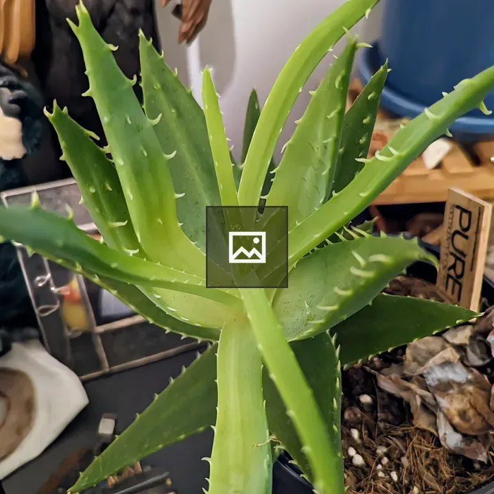Center of thick green succulent