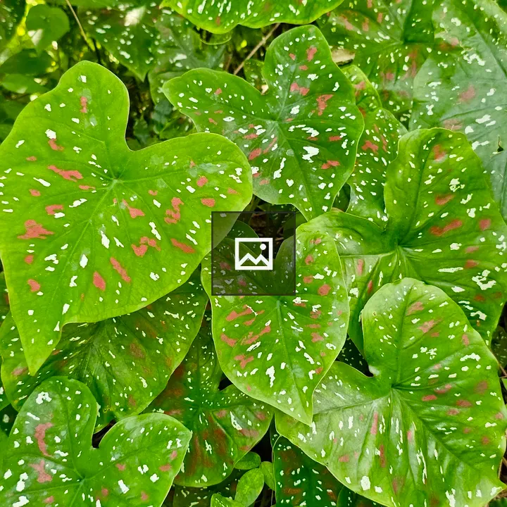 Caladium bicolor Close-Up
