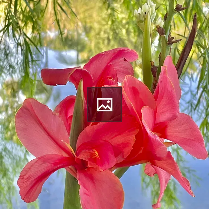 Canna indica flower in portrait