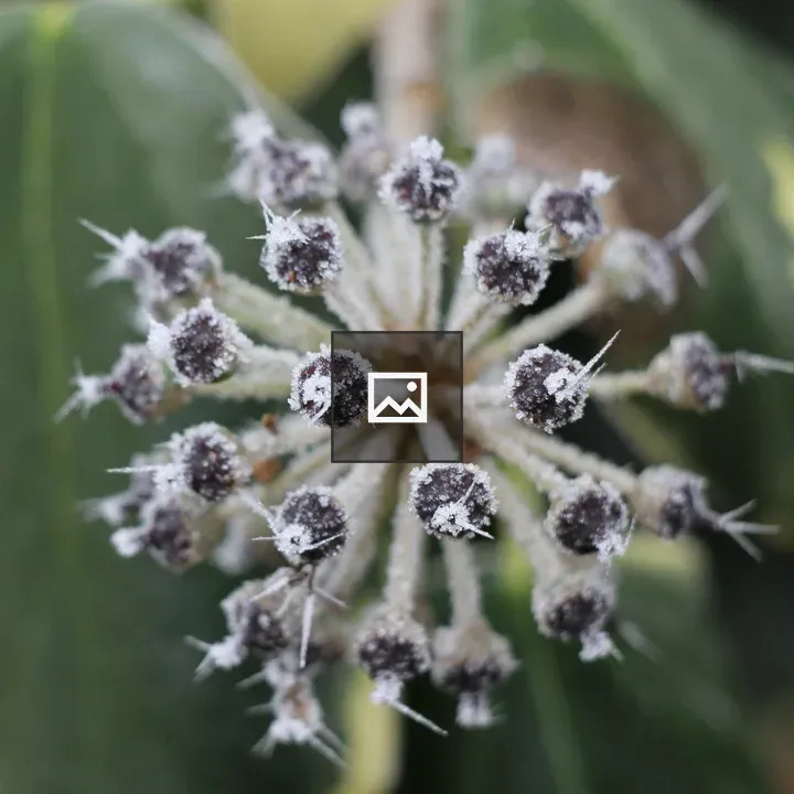 Frosted flower on a walk