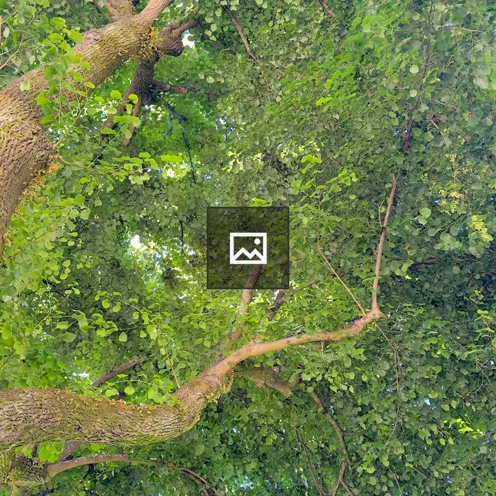 Canopy of Green Leaves From Below