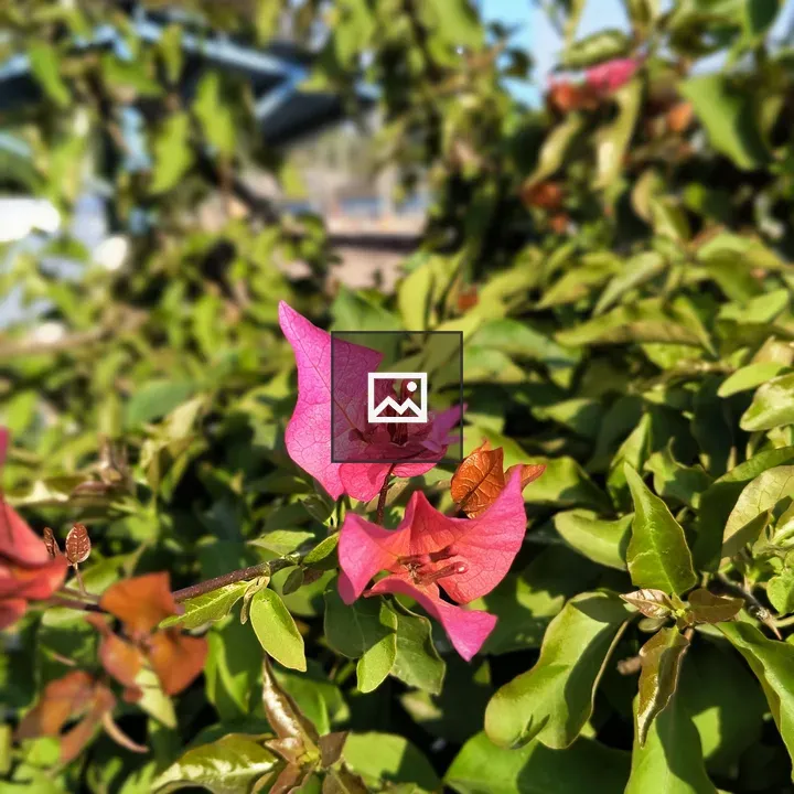 Bougainvillea Blooms in Focus