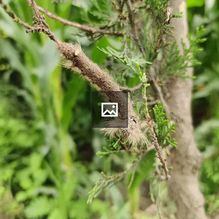 Caterpillar on Branch