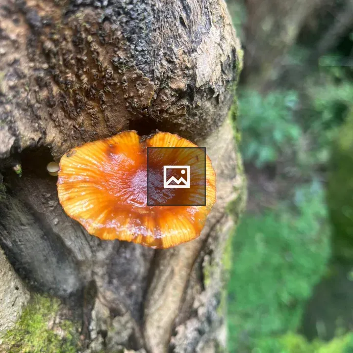 Orange mushroom on mossy tree trunk