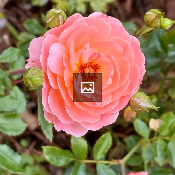 Orange-pink rose with leaves