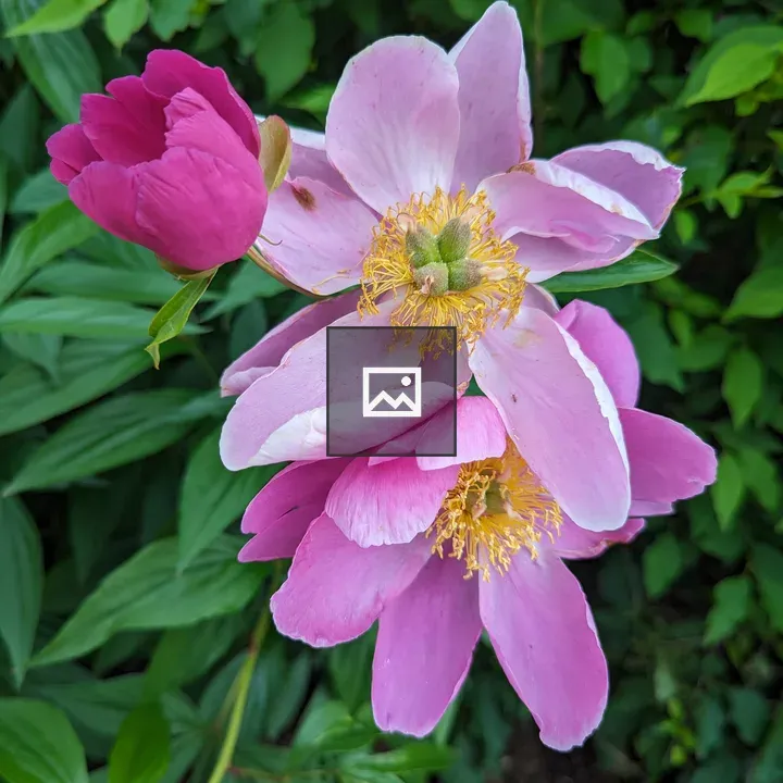 Pink stacked flowers trio
