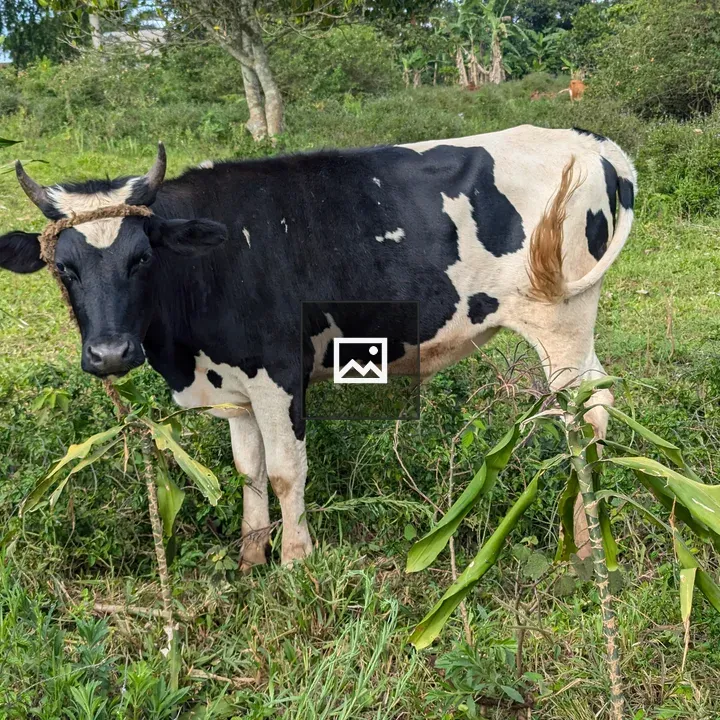 Black and white cow in field