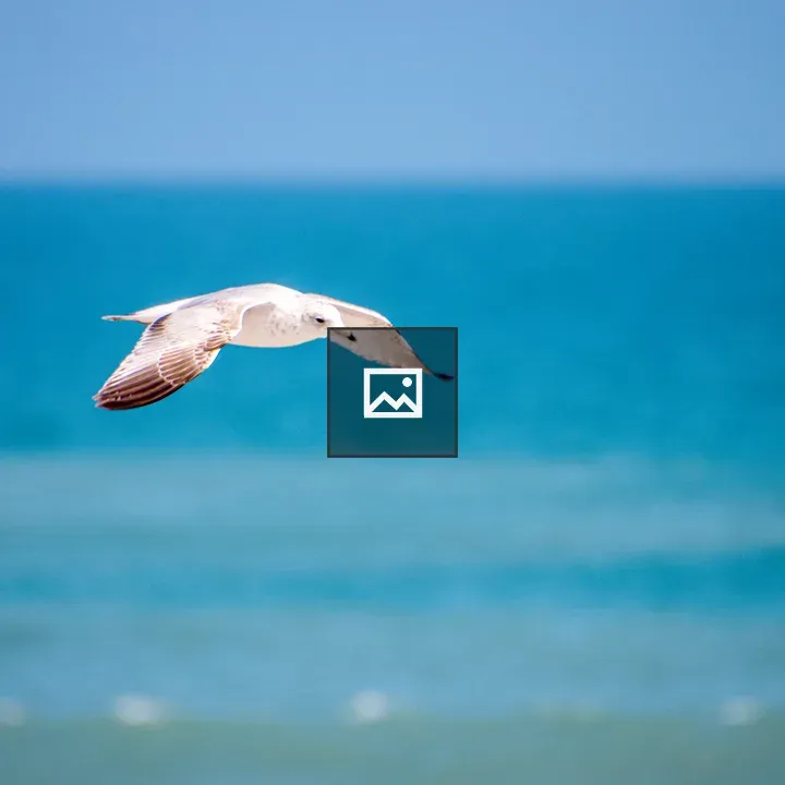 Lone seagull