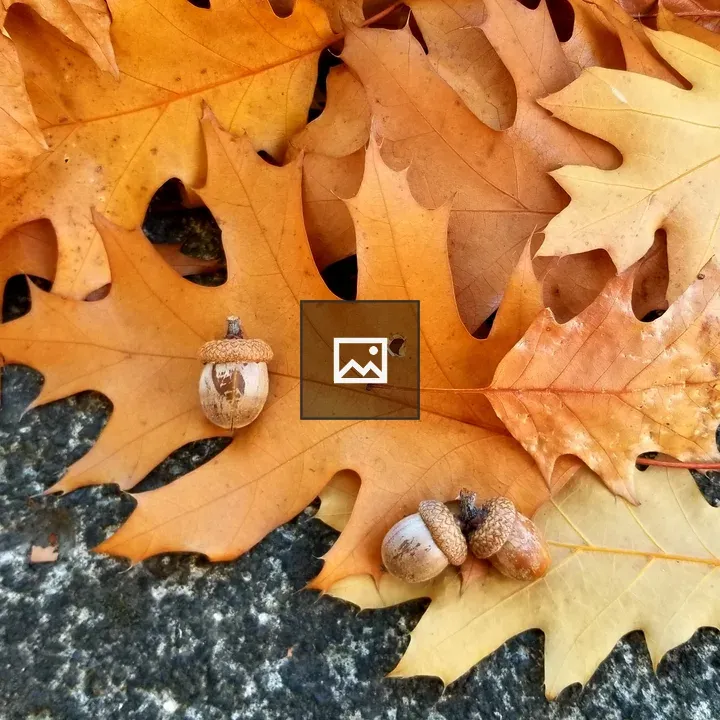 Close up of fall leaves and acorns
