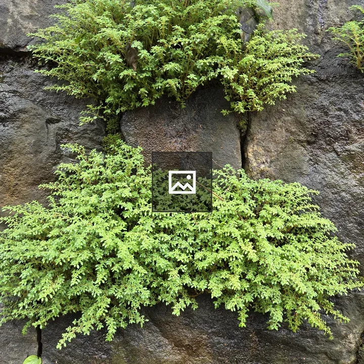 Close-up Ferns on Stone Surface
