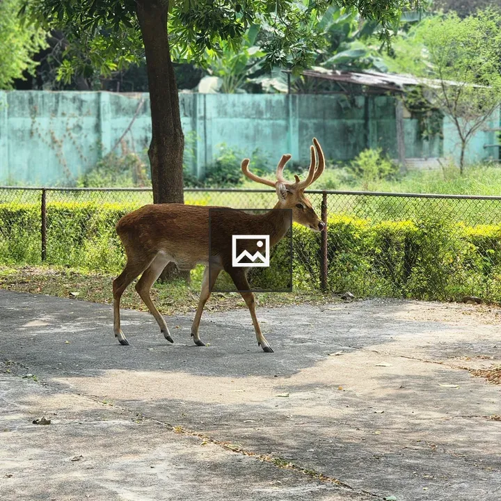 Sambar-like deer walking on path