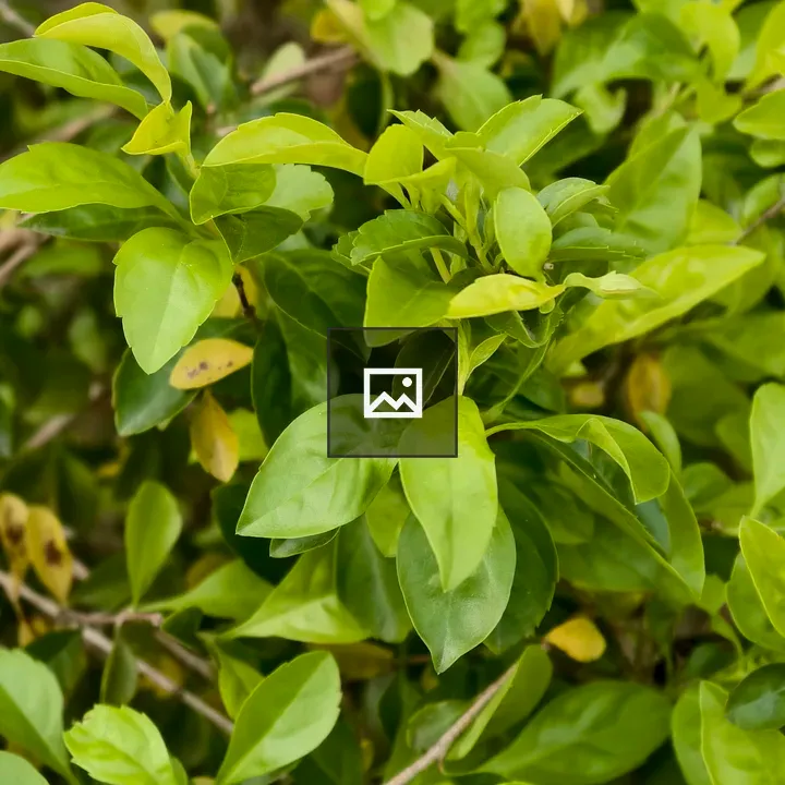 Close-up Foliage with Shiny Leaves