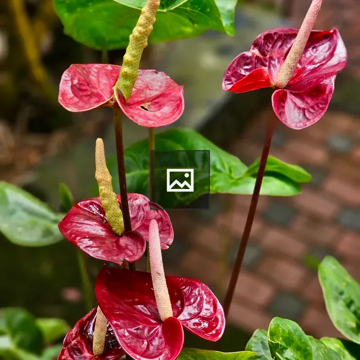 Anthurium Flowers in Garden
