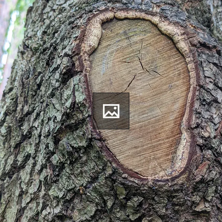 Trunk of a Tree with Old Branch