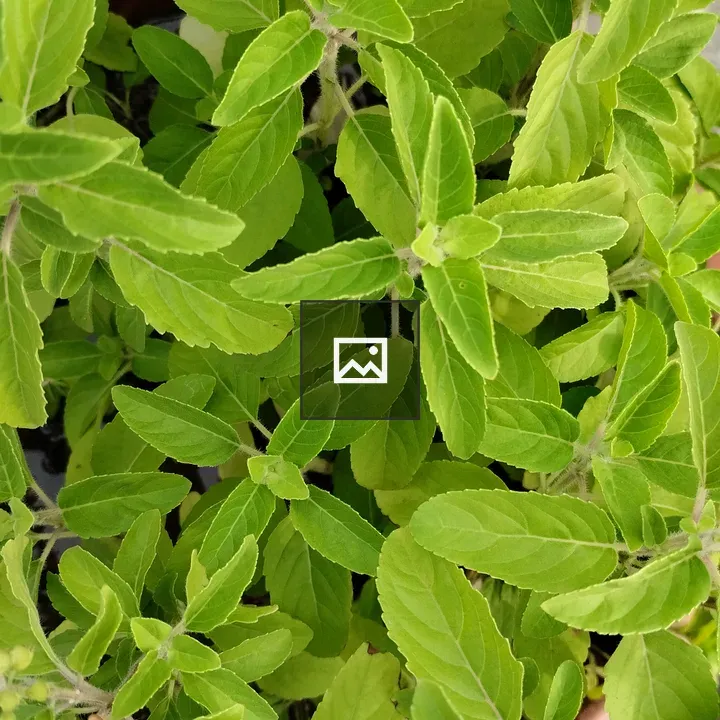 Basil Leaves Close-Up