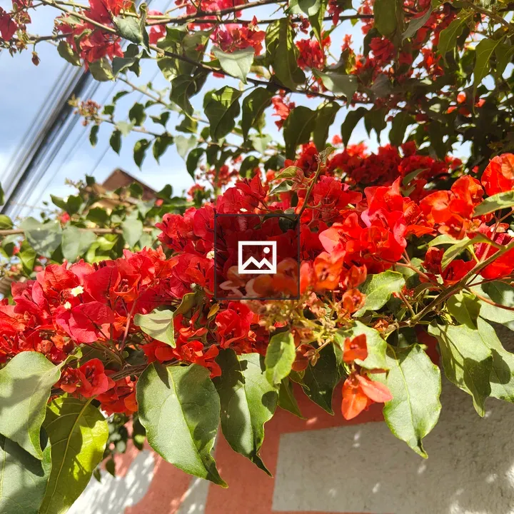 Bougainvillea Flowers in Sunlight