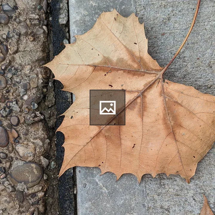 Leaf on concrete