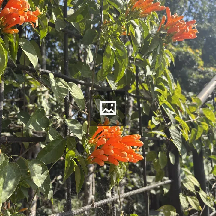 Bright orange flowers on fence