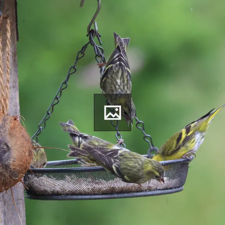 Siskins in Garden Basket
