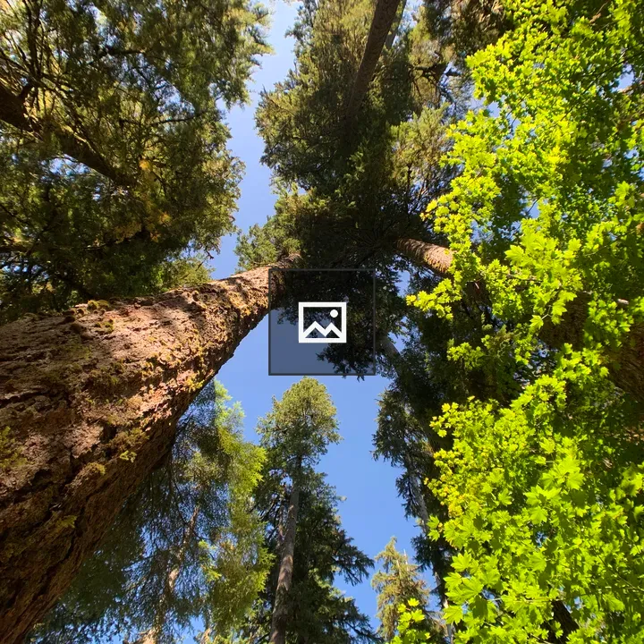 Tall trees against the blue sky
