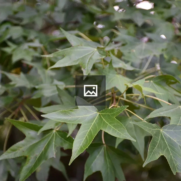 Leaves of a Sweetgum Tree