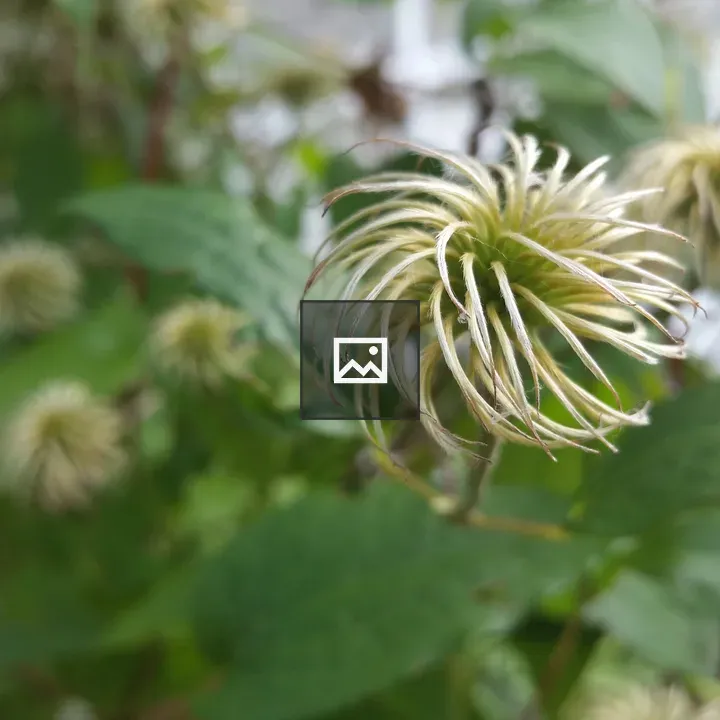 Spiral flower head