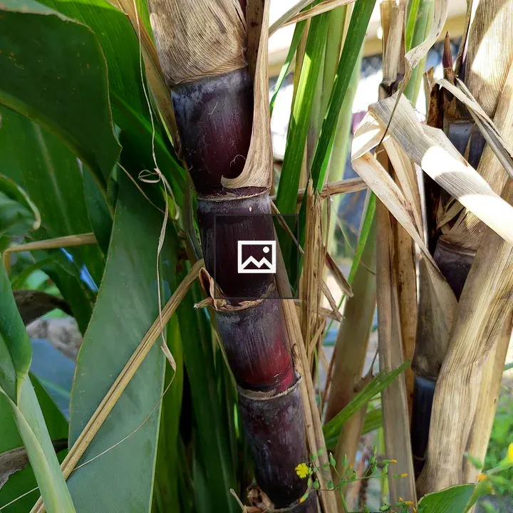 Sugarcane stalk close-up