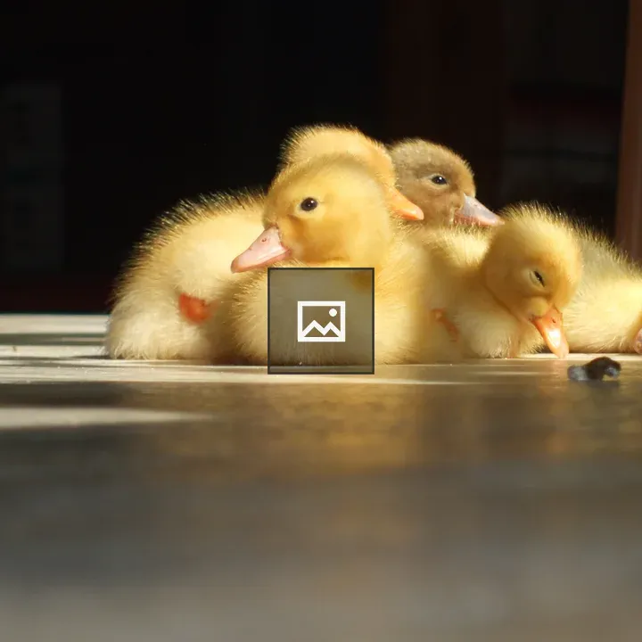 Baby ducks sleeping in a pile