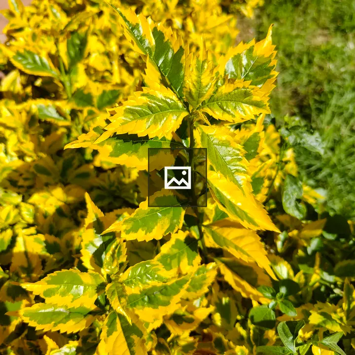 Yellow and green ornamental plant leaves
