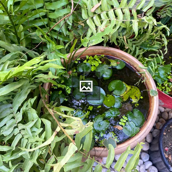 Terracotta Pot with Dark Water