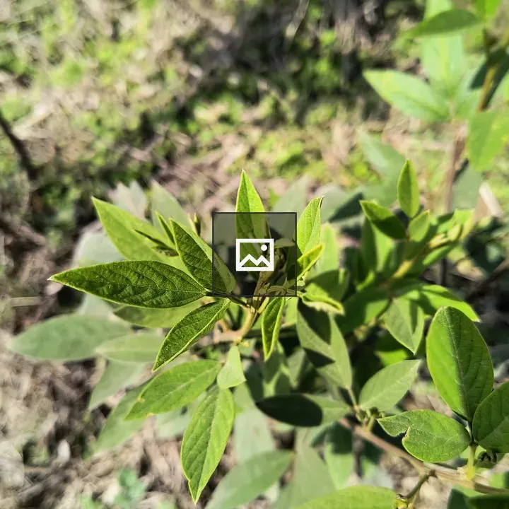 Pigeon pea leaves close-up
