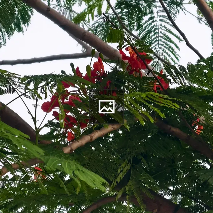 View Up Through Leaf Canopy