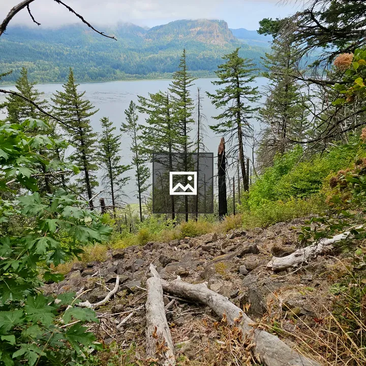 Rocky slope with pine trees