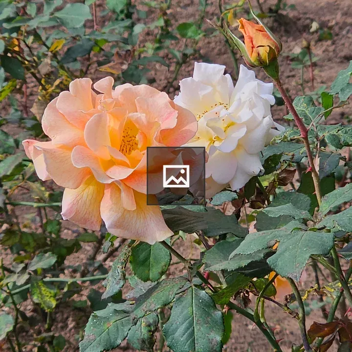 Rose flowers and a bud