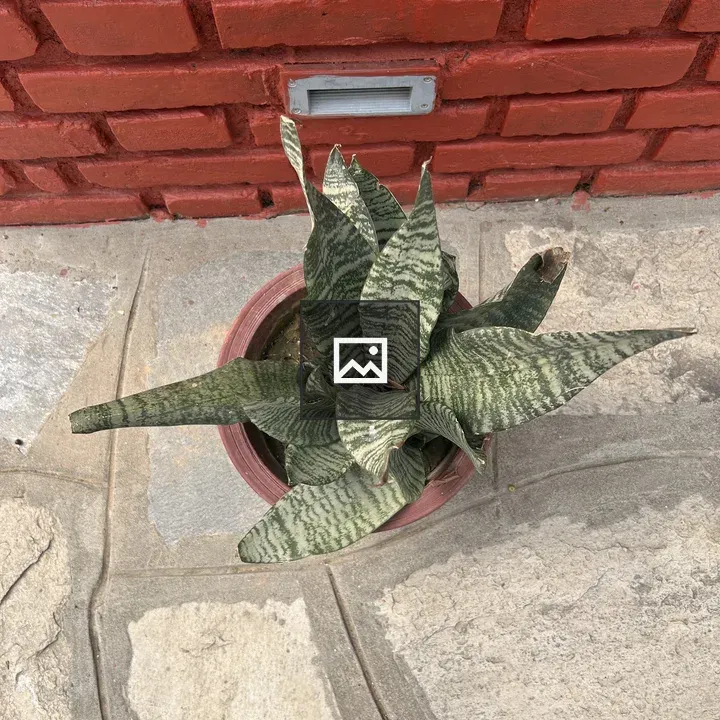 Snake plant on stone patio