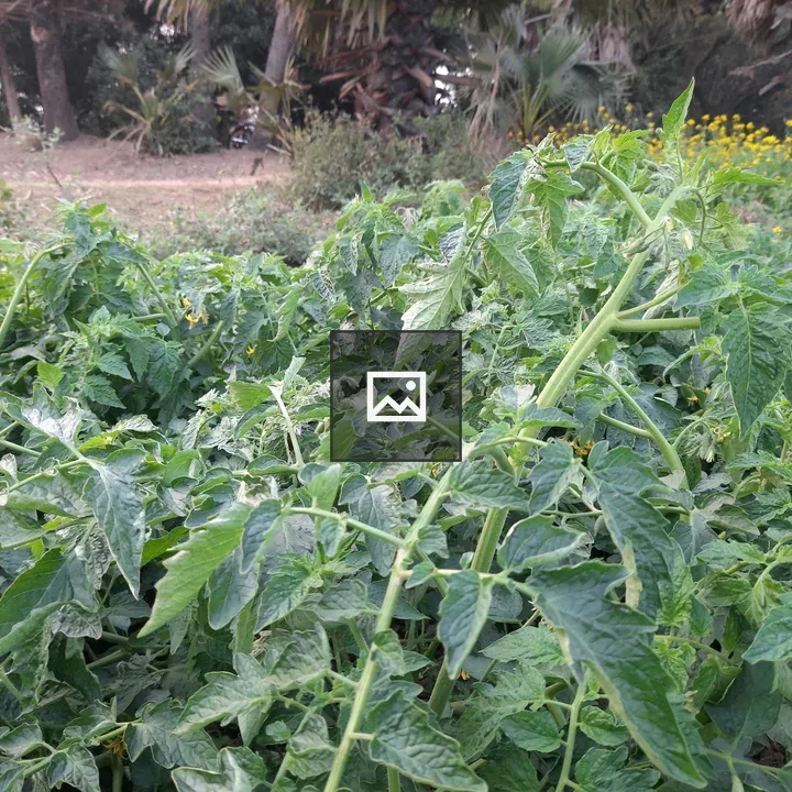 Tomato Garden with Yellow Flowers