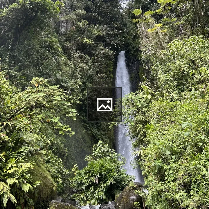 Waterfall in lush forest