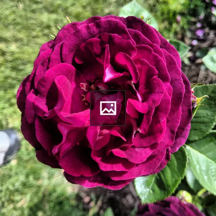 Magenta rose among green leaves