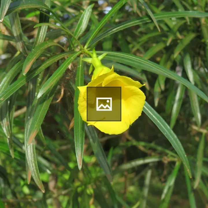 Bright Yellow Bell-Shaped Flower