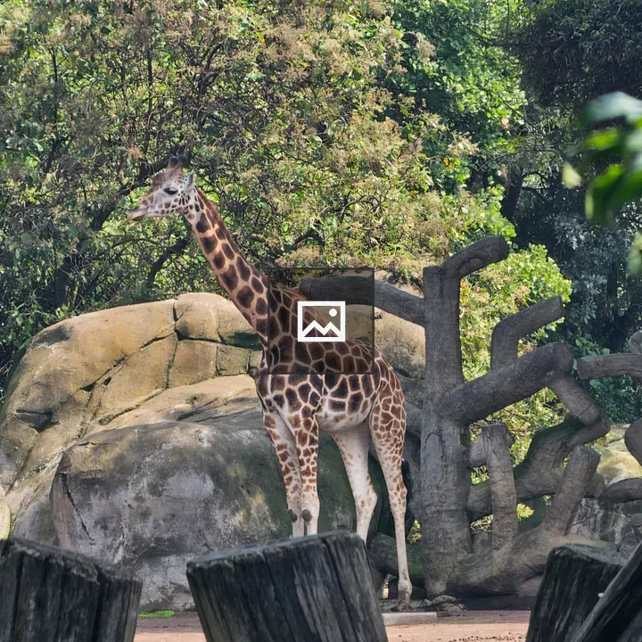 Giraffe in Natural Setting