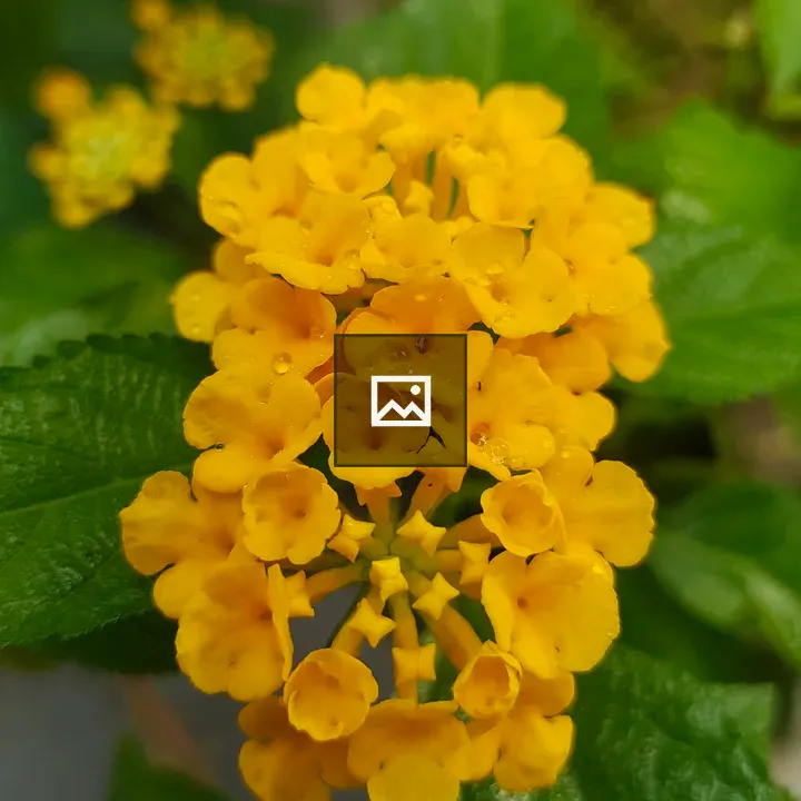 Lantana Flower Cluster