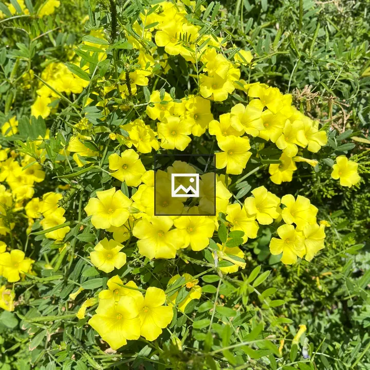 Sunny yellow flowers