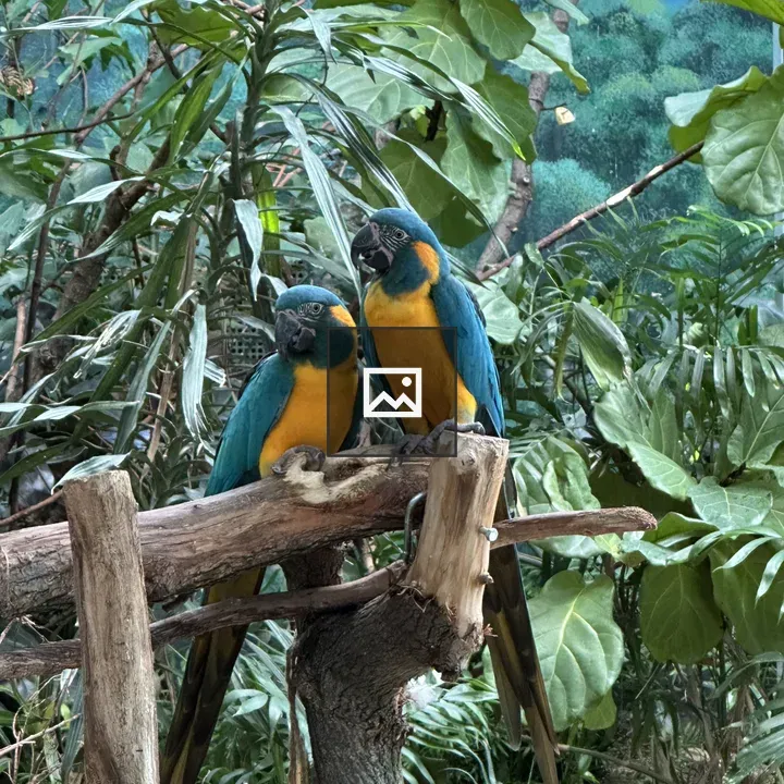 Parakeets in Portrait