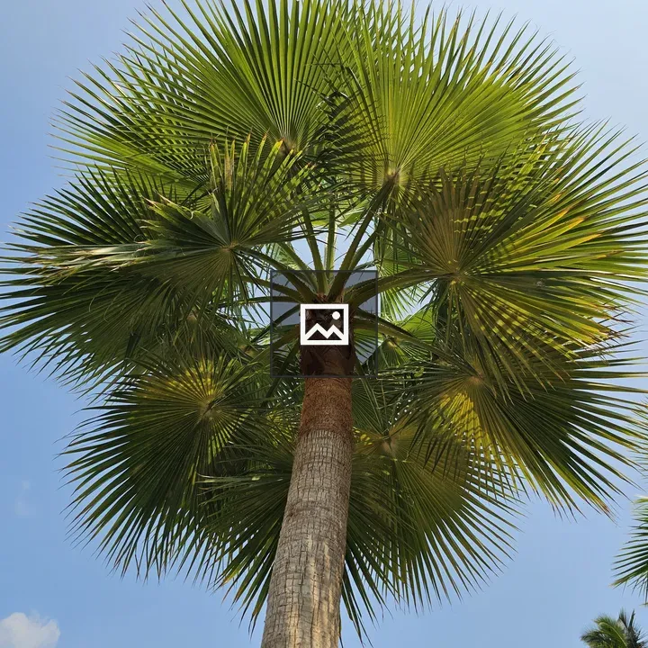 Washingtonia robusta Tree in Kozhikode