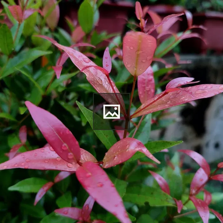 Water droplets on plant leaves